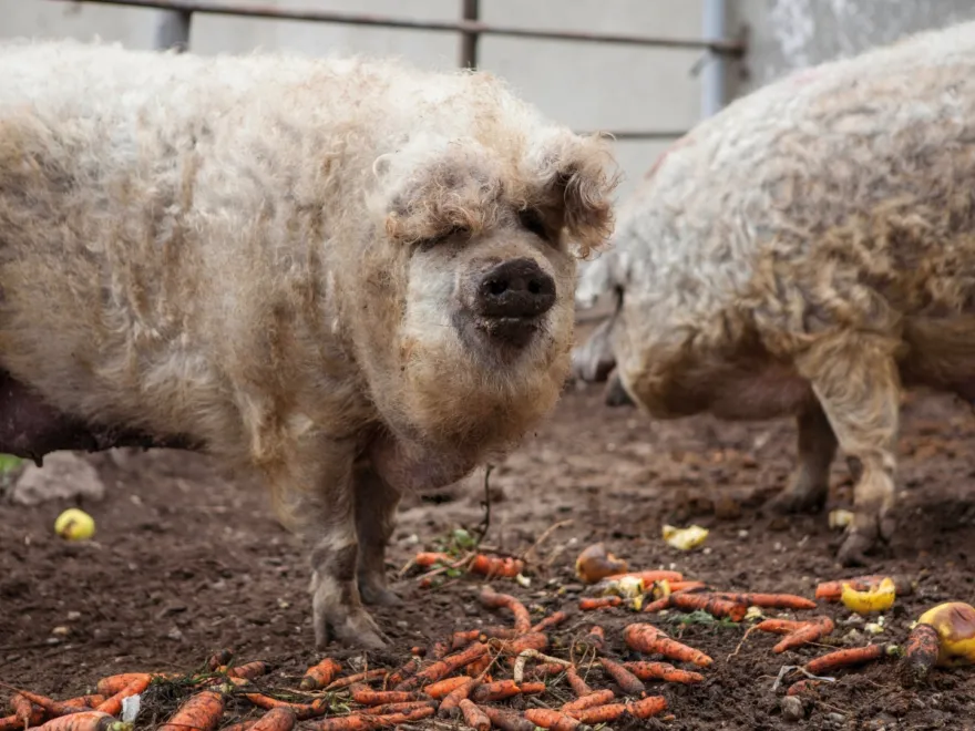 Mangalica gondor mg 5839